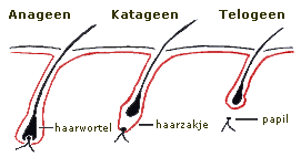 haargroei fasen definitieve ontharing, laserontharing